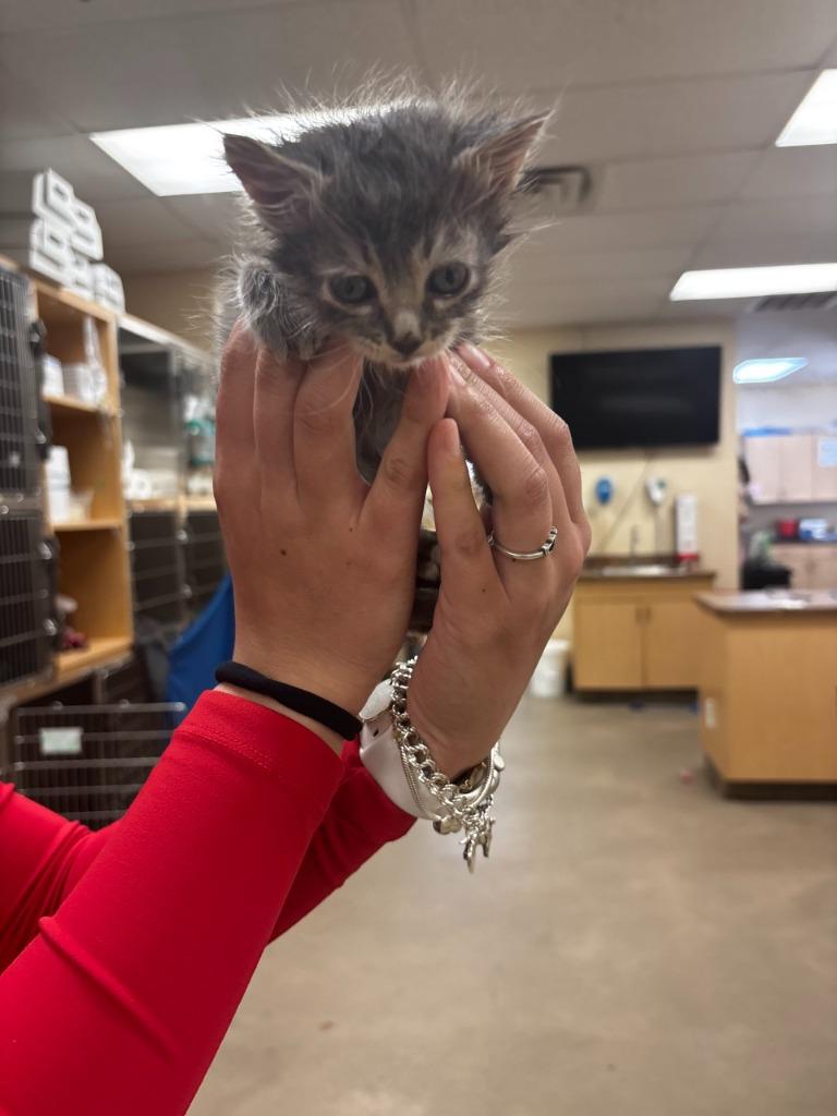 Kitten, Adoptable, Kitten Male Domestic Short Hair.