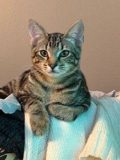 Chip, Adopted, Young Male Domestic Short Hair.