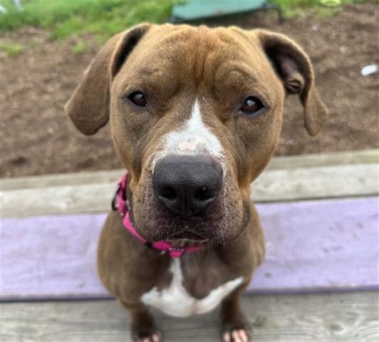 LEROY, Adoptable, Young Male Boxer & Mixed Breed.
