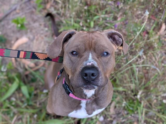 LEROY, Adoptable, Adult Male Boxer & Mixed Breed.