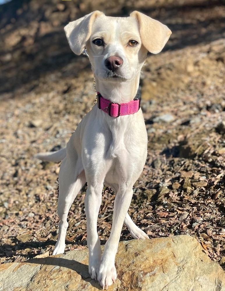 Enlarge Lemon Drop, a Adoptable mixed breed in Jamestown, CA image 1/4