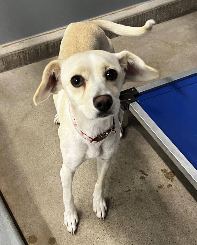 Enlarge Lemon Drop, a Adoptable mixed breed in Jamestown, CA image 3/4