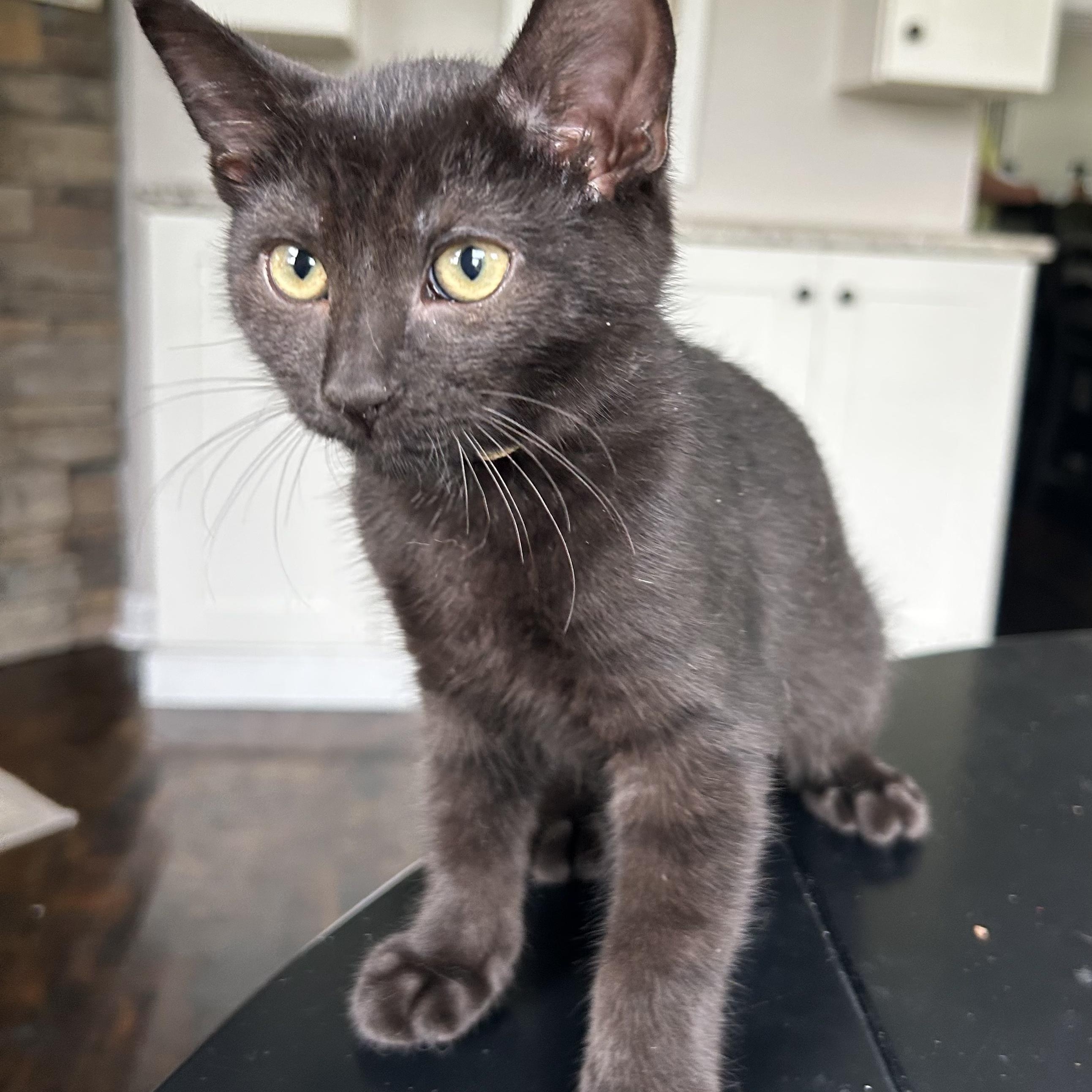 Alo, a Adoptable mixed breed in Germansville, PA image 3/5