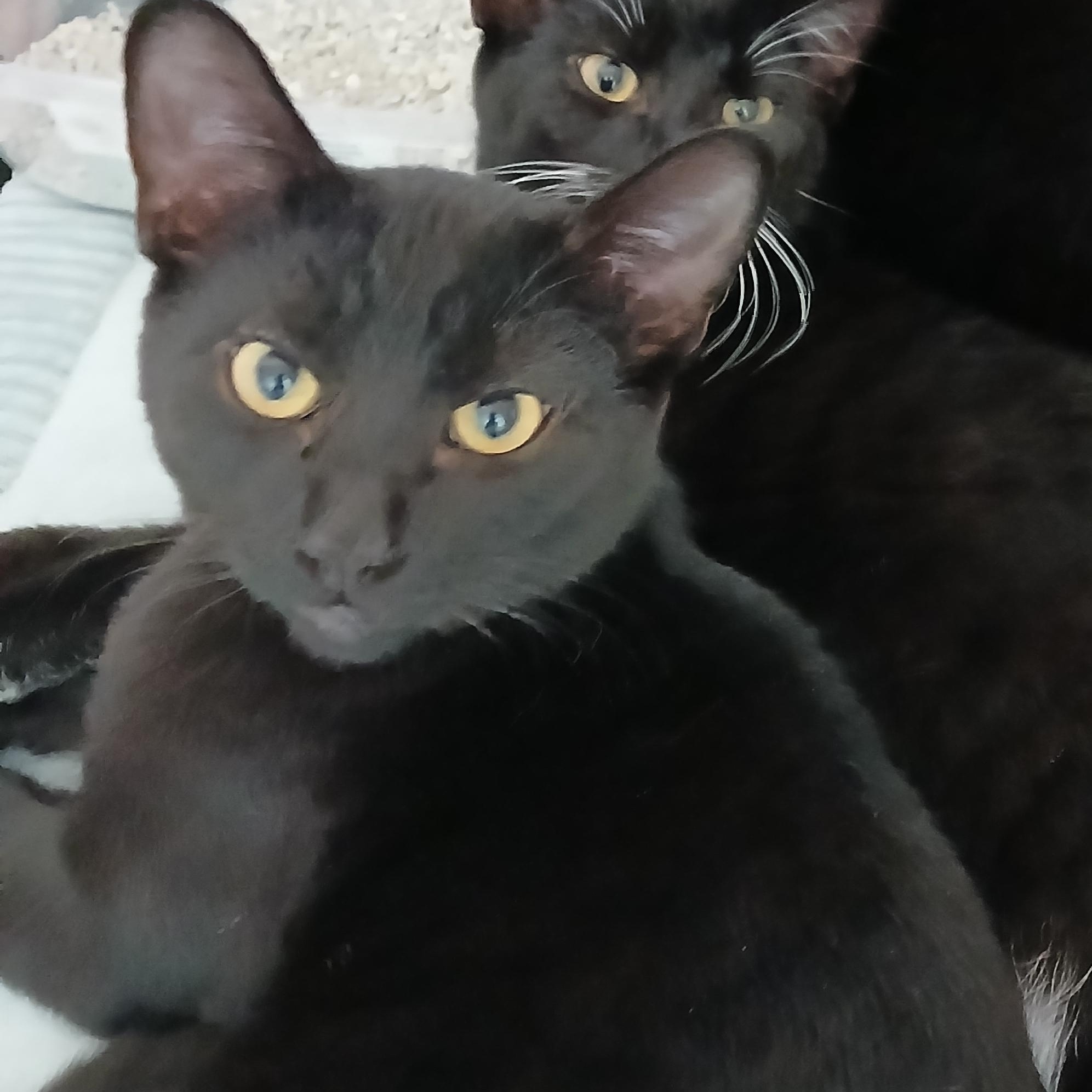 Alo, Adoptable, Young Male Domestic Short Hair.