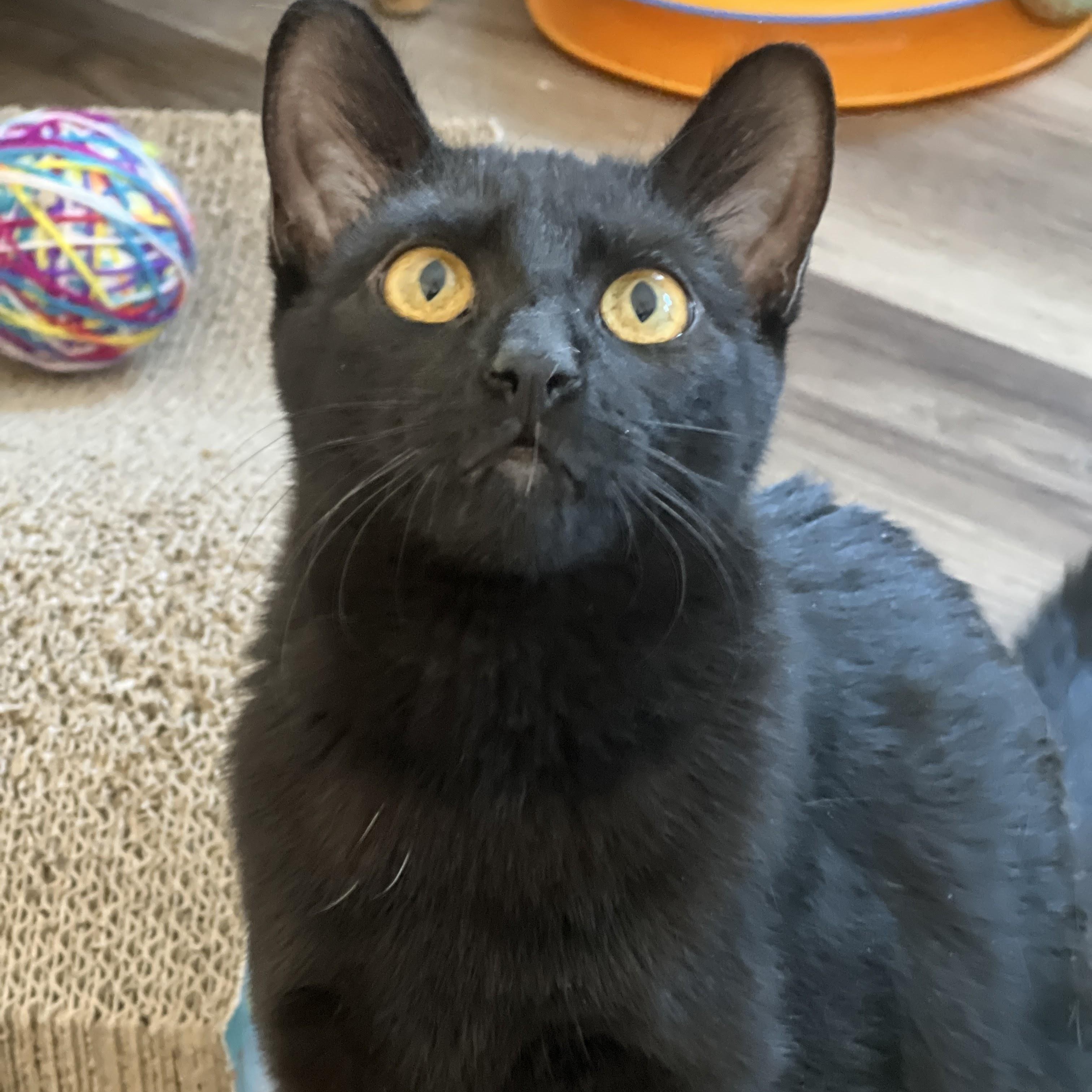 Alo, Adoptable, Young Male Domestic Short Hair.