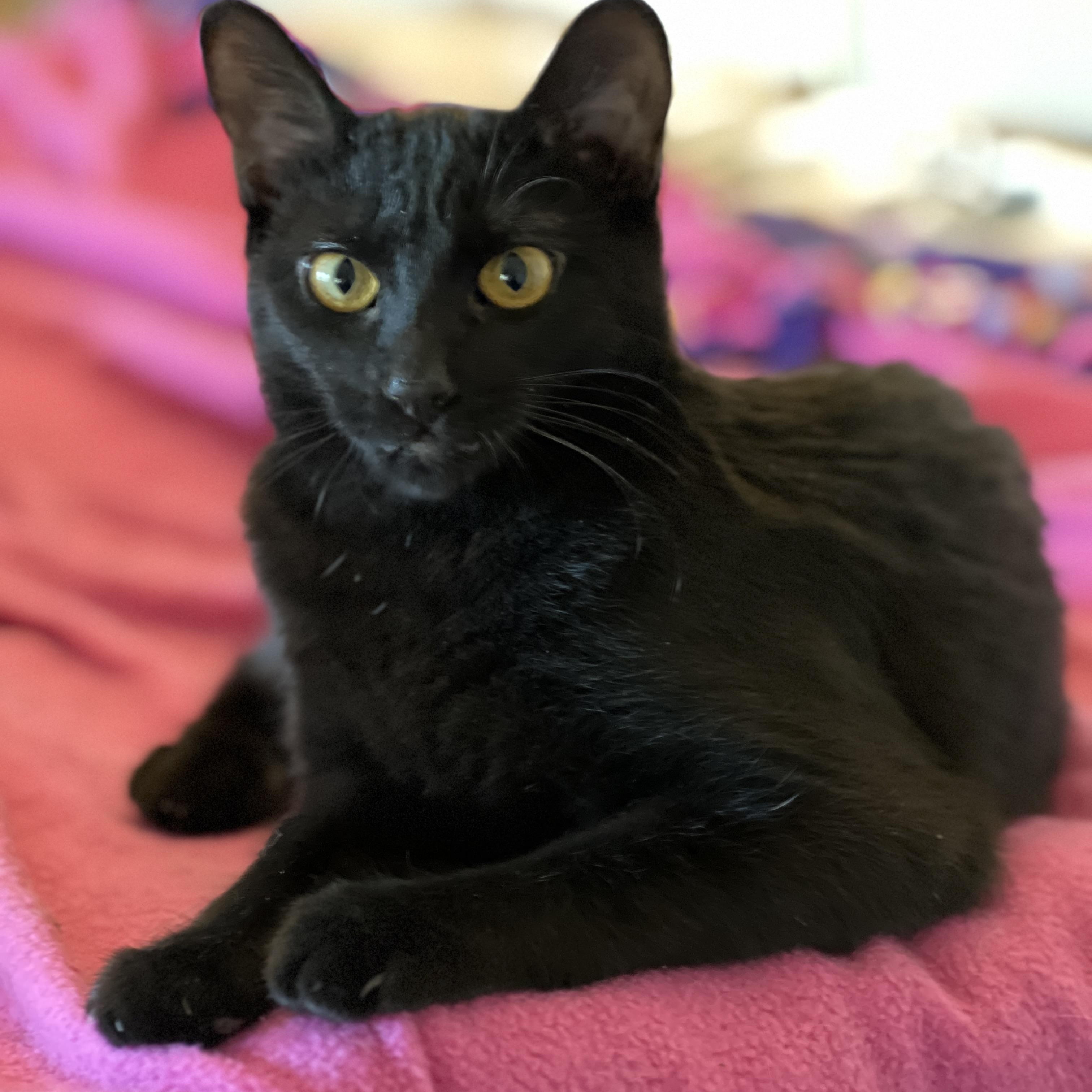 Enlarge Alo, a Adoptable mixed breed in Germansville, PA image 5/5