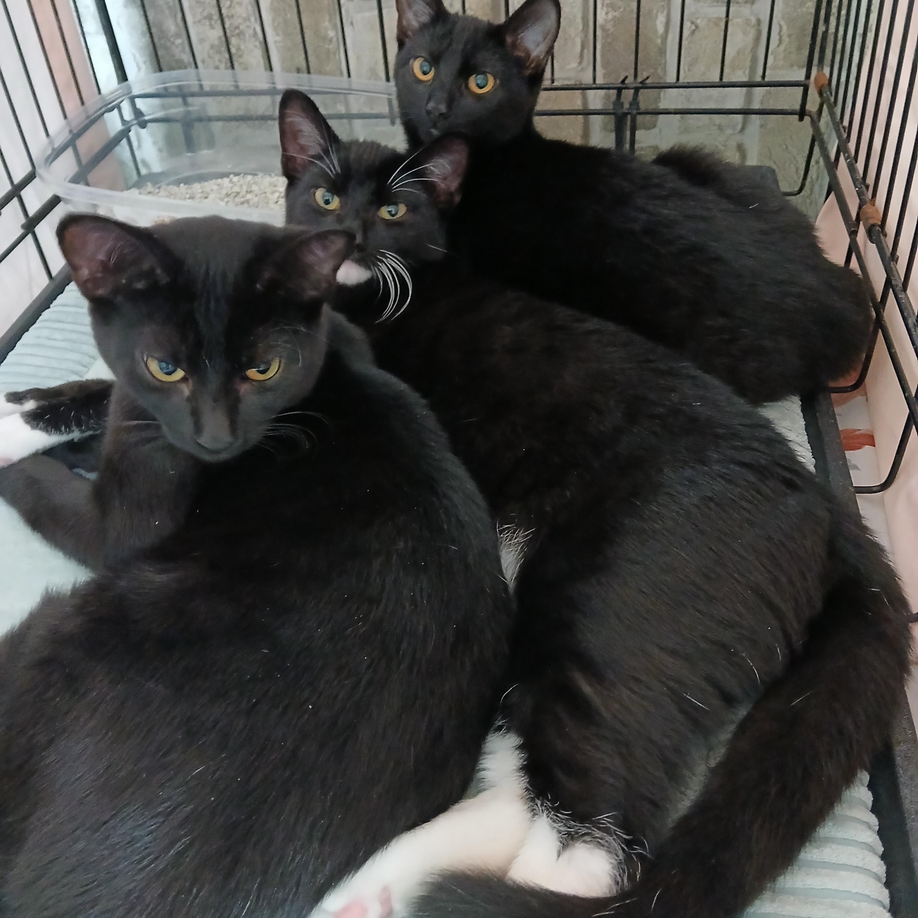 Alo, a Adoptable mixed breed in Germansville, PA image 5/5