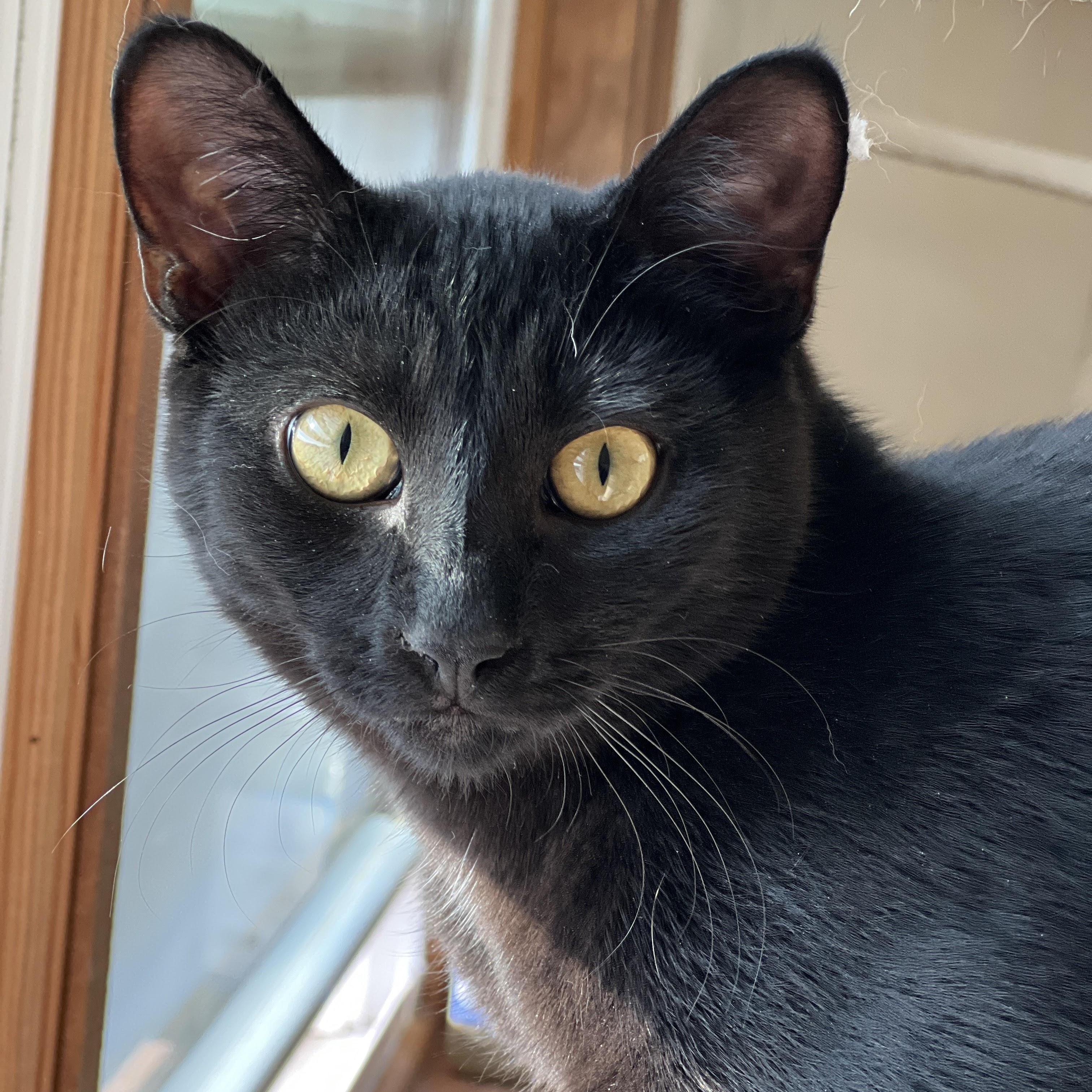 Enlarge Alo, a Adoptable mixed breed in Germansville, PA image 3/3