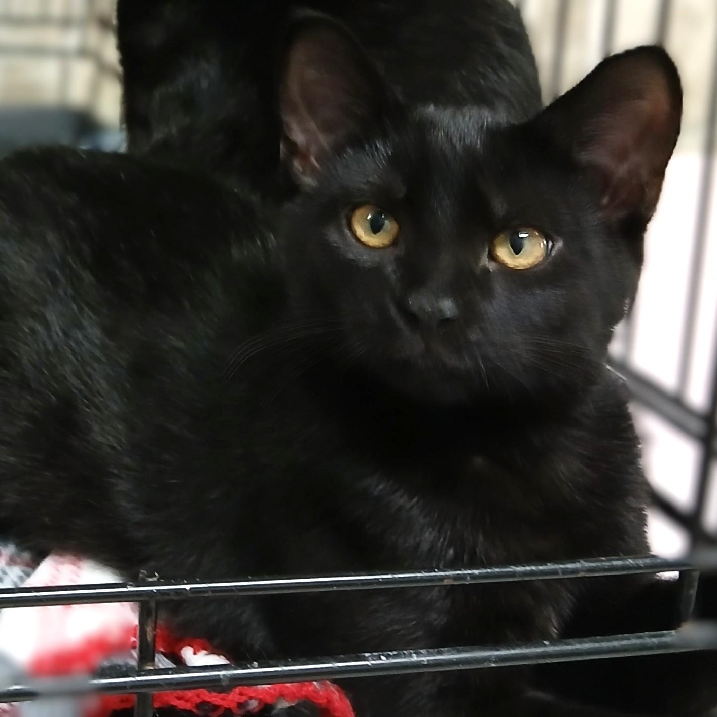 Alo, a Adoptable mixed breed in Germansville, PA image 2/5