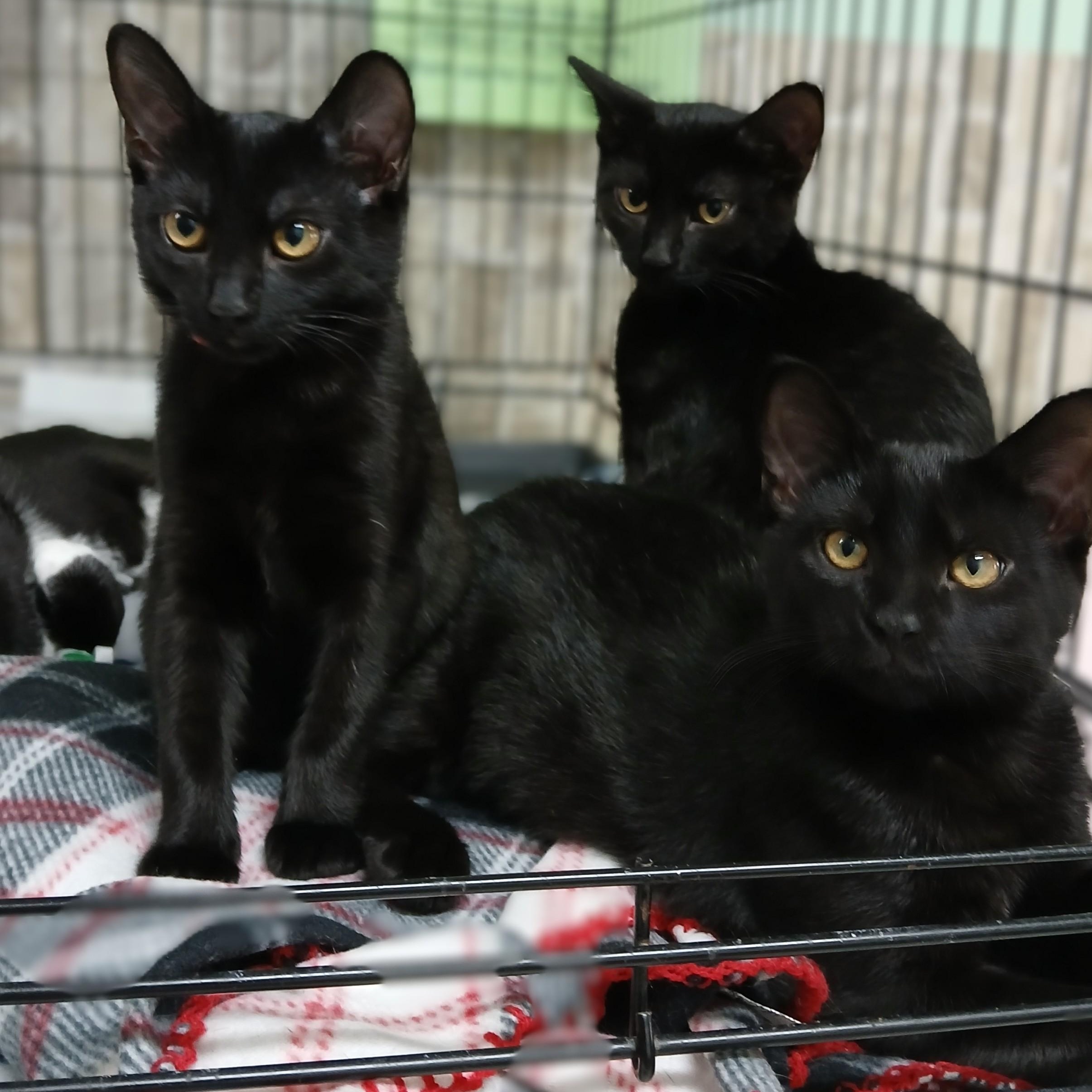 Alo, a Adoptable mixed breed in Germansville, PA image 4/5