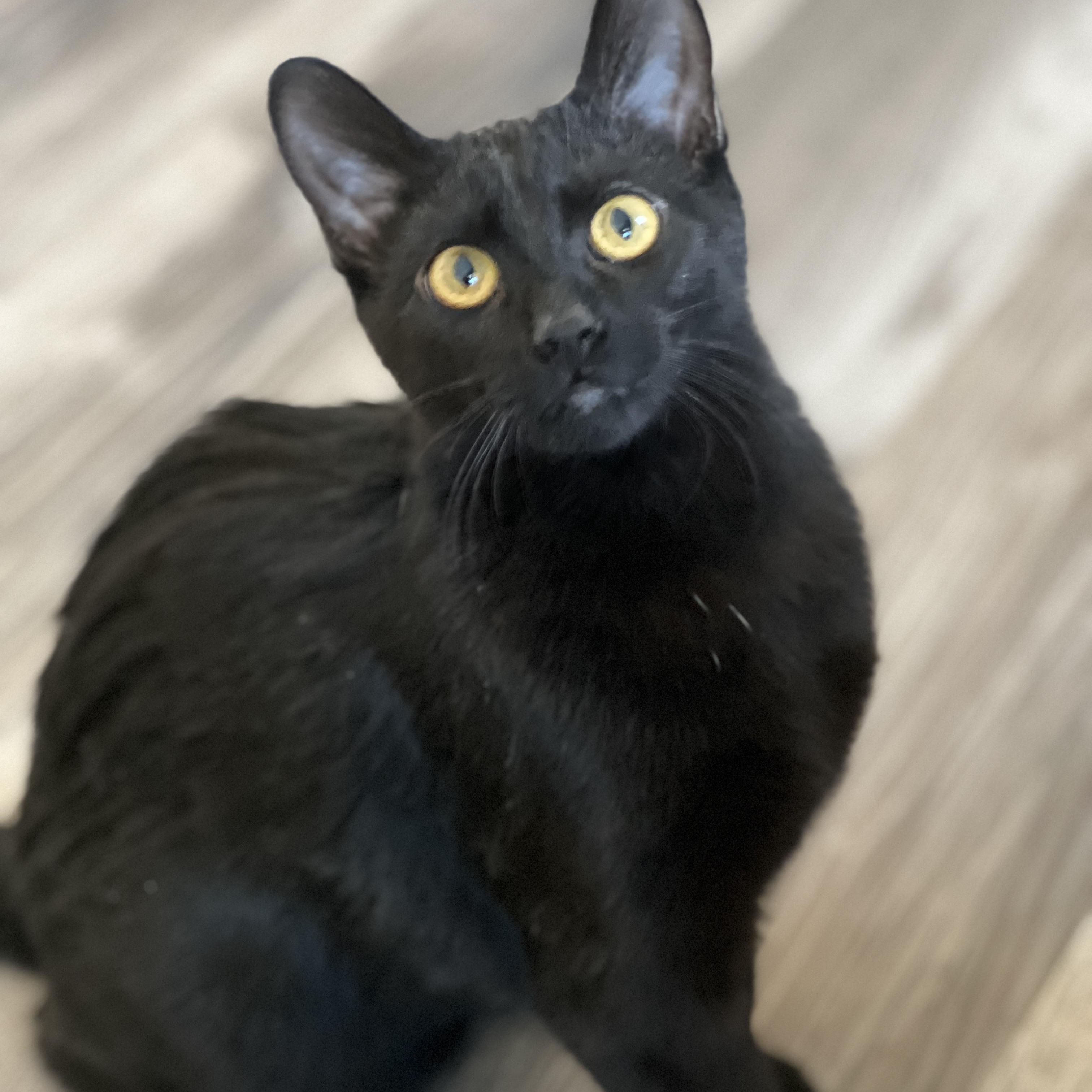 Enlarge Alo, a Adoptable mixed breed in Germansville, PA image 2/3