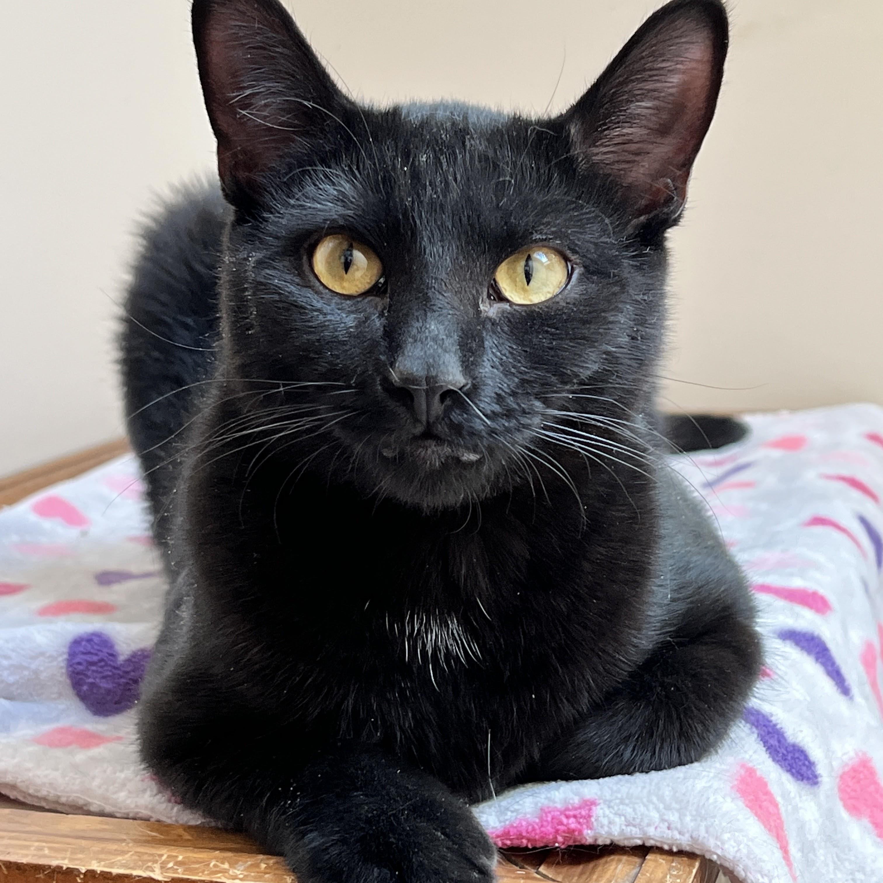 Alo, Adoptable, Young Male Domestic Short Hair.