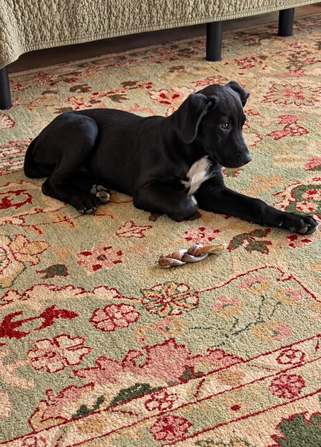Enlarge Tippi, a Adoptable mixed breed in Austin, TX image 3/6