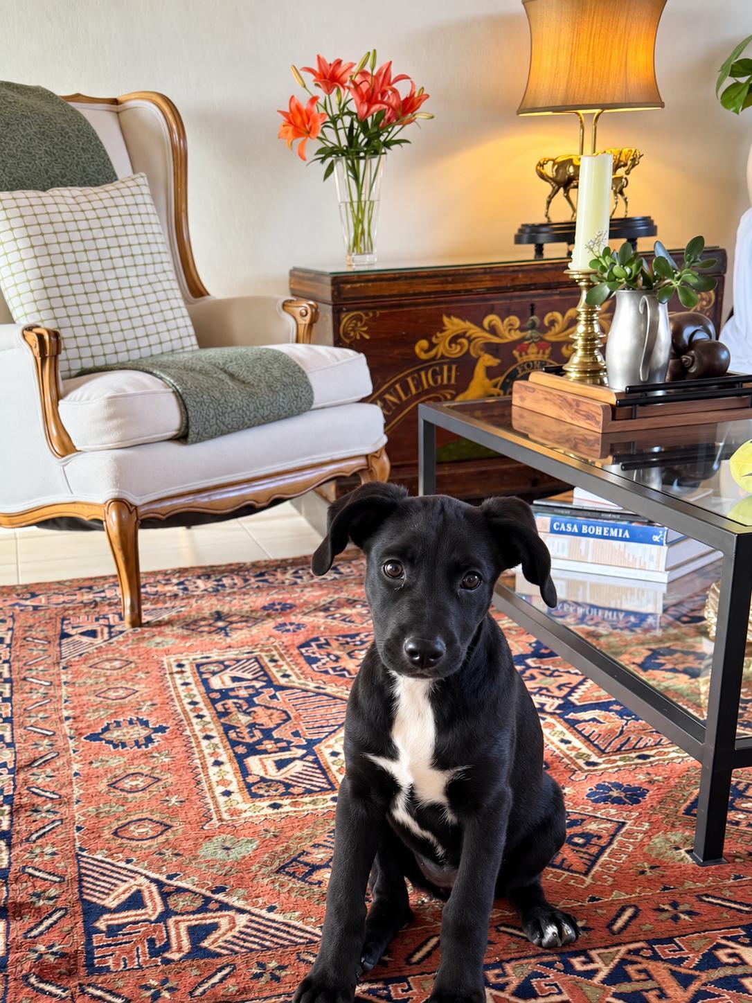 Tippi, Adoptable, Puppy Female Labrador Retriever & Mixed Breed.