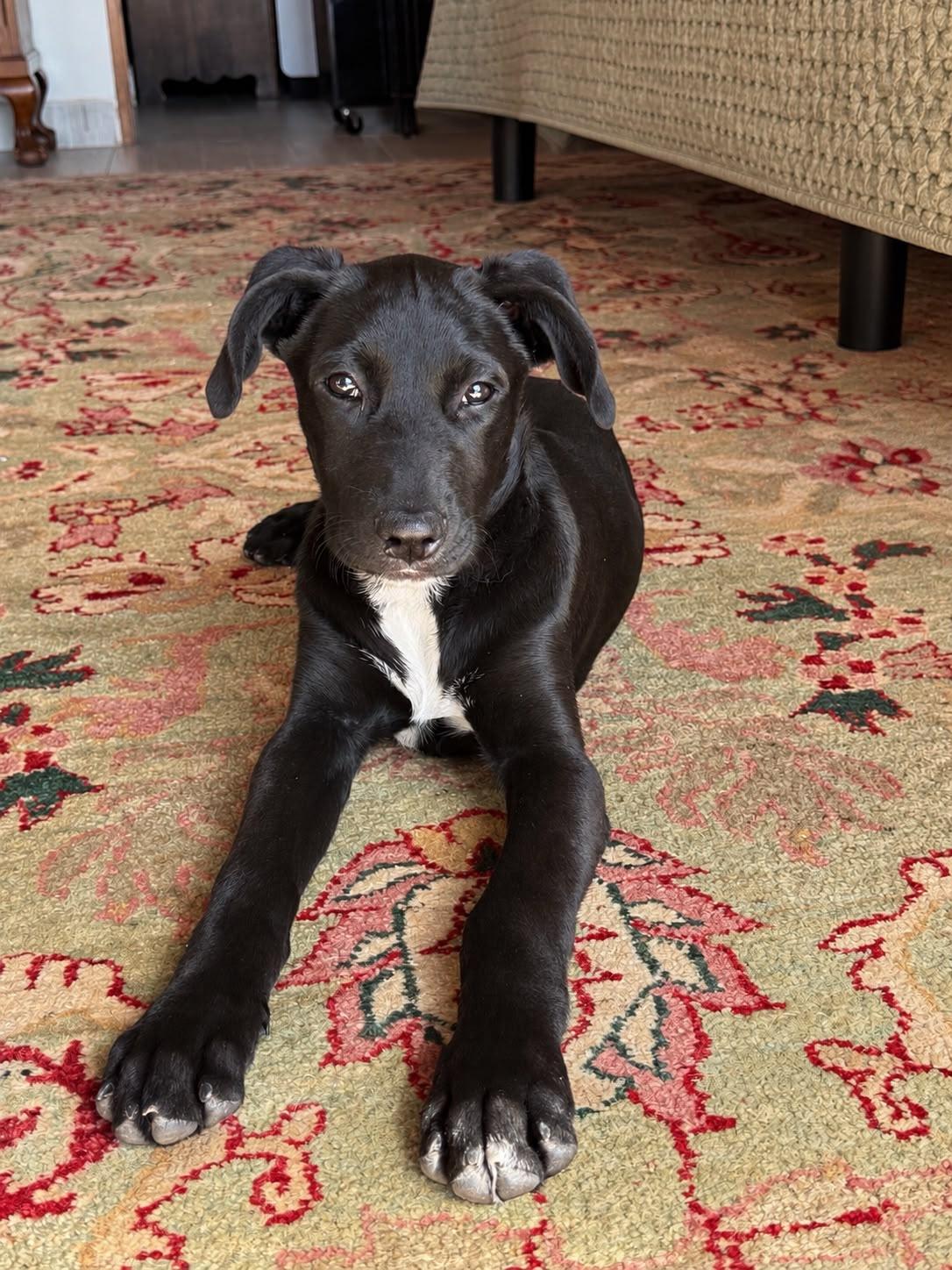 Enlarge Tippi, a Adoptable mixed breed in Austin, TX image 2/6