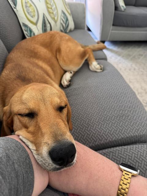 Enlarge Darla, a ADOPTABLE mixed breed in Manhasset, NY image 6/6