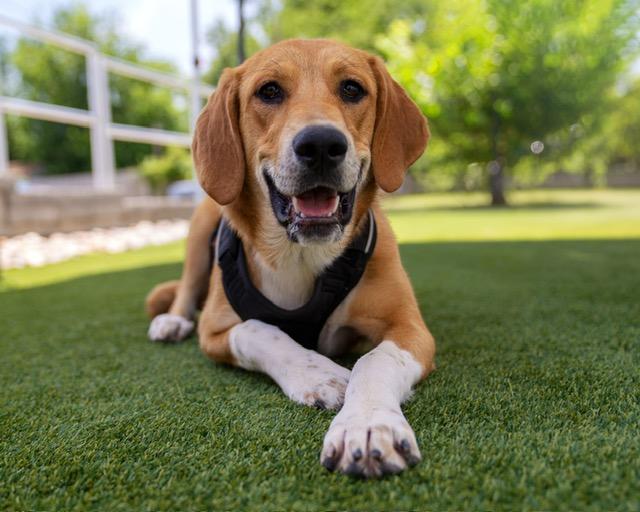 Enlarge Darla, a ADOPTABLE mixed breed in Manhasset, NY image 1/6