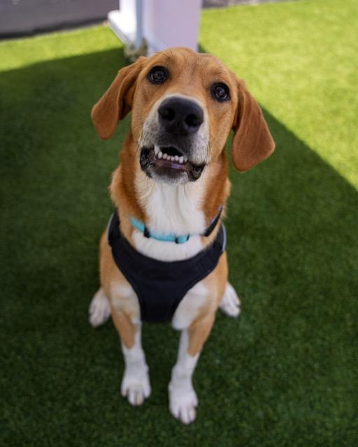 Enlarge Darla, a ADOPTABLE mixed breed in Manhasset, NY image 2/6