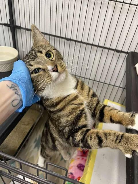 Brownie, adopted, Adult Male Domestic Short Hair.