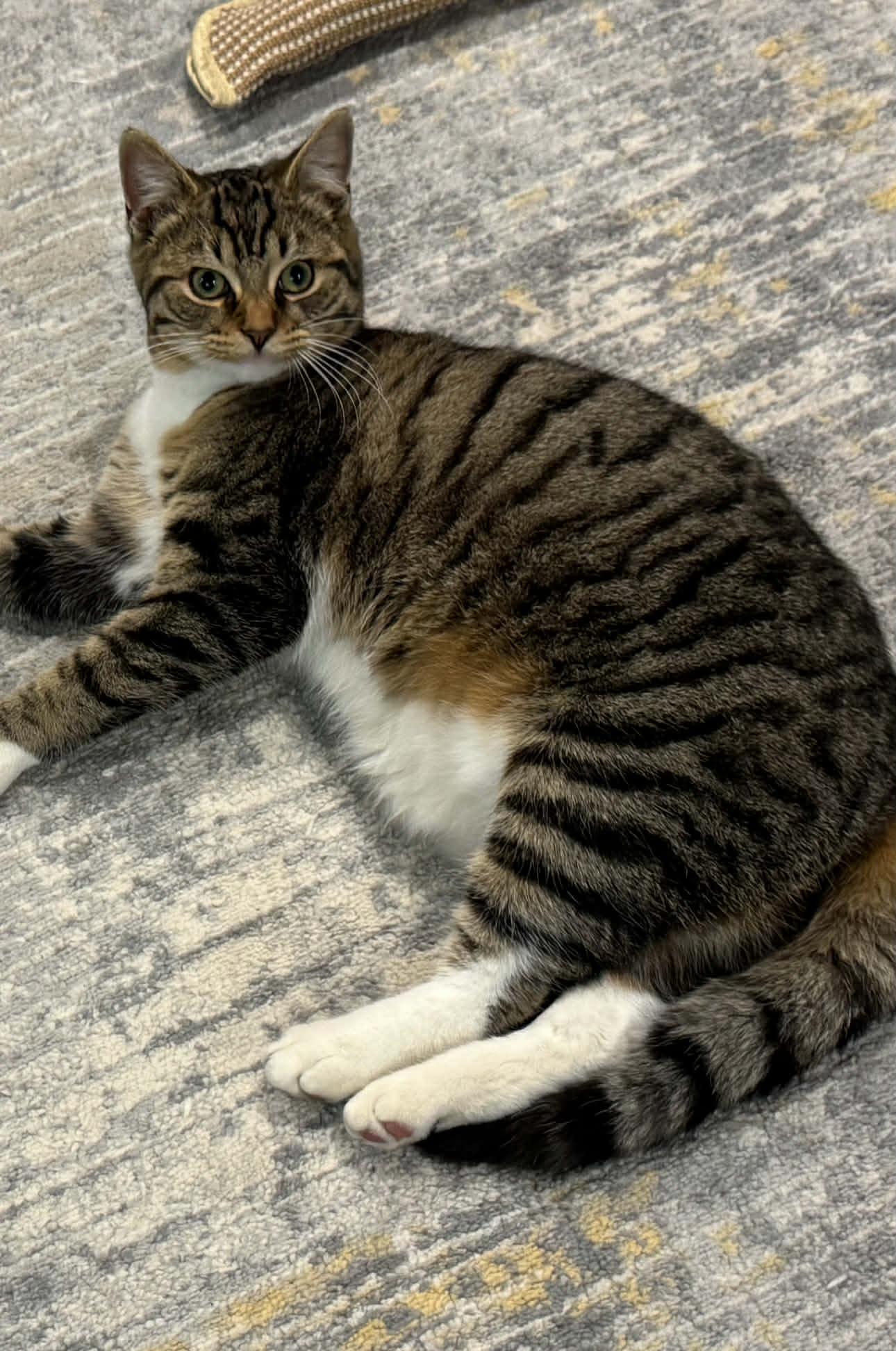 Enlarge ZEN, a Adoptable Domestic Short Hair in Tillsonburg, ON image 4/6