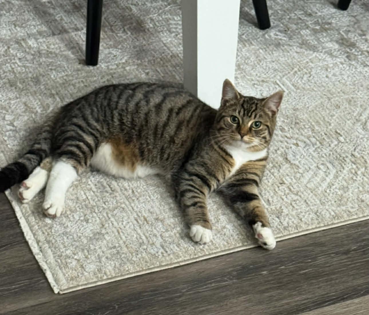 Enlarge ZEN, a Adoptable Domestic Short Hair in Tillsonburg, ON image 3/6