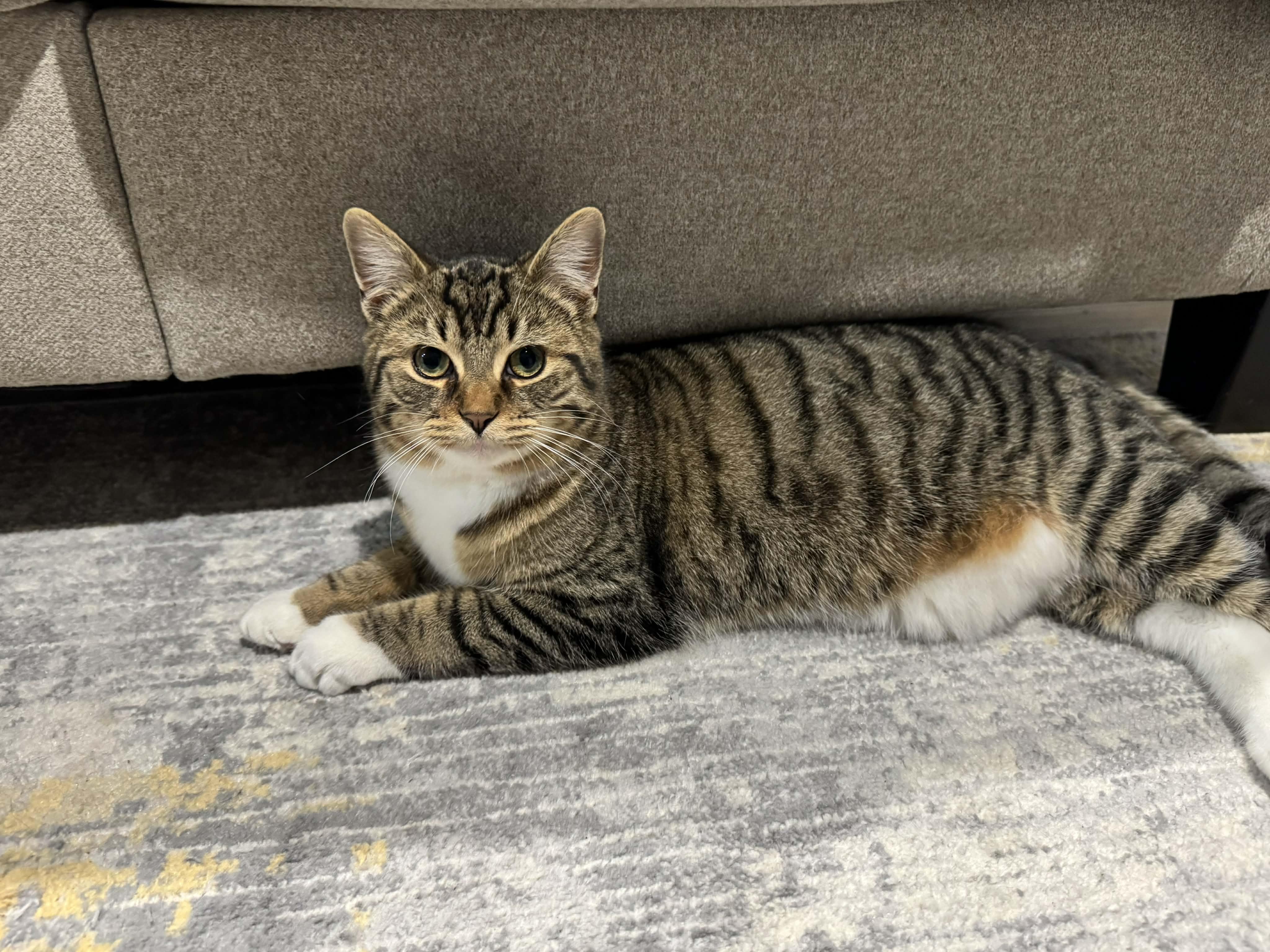 Enlarge ZEN, a Adoptable Domestic Short Hair in Tillsonburg, ON image 2/6