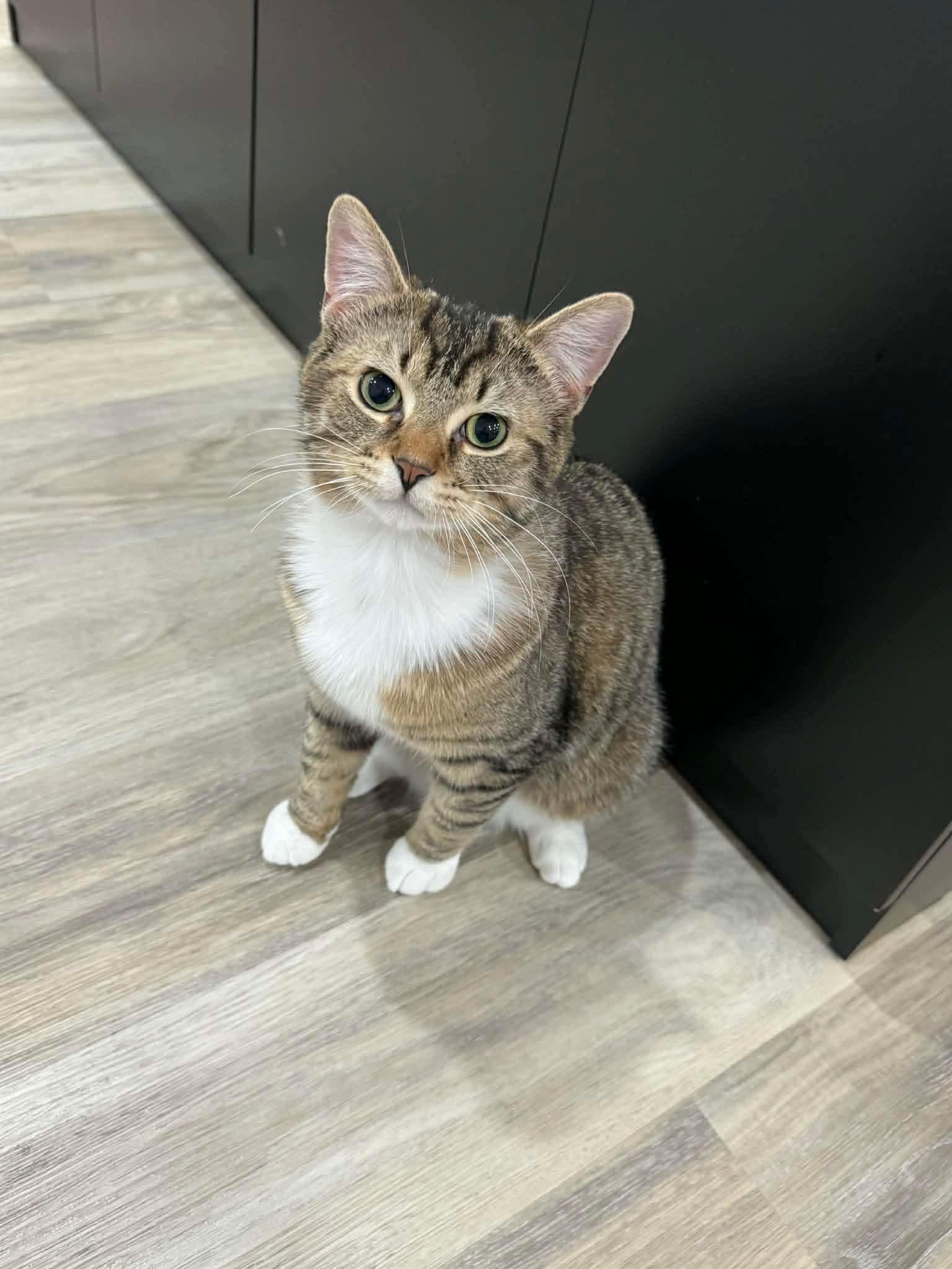 Enlarge ZEN, a Adoptable Domestic Short Hair in Tillsonburg, ON image 1/6
