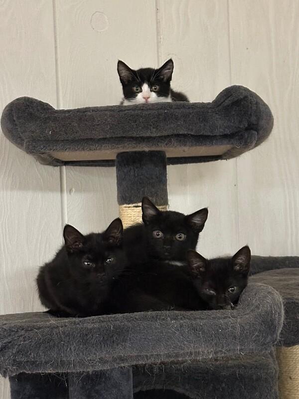 Kahlua — thumbnail 2