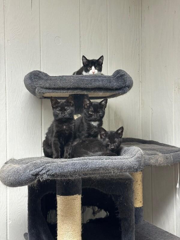 Kahlua — thumbnail 3