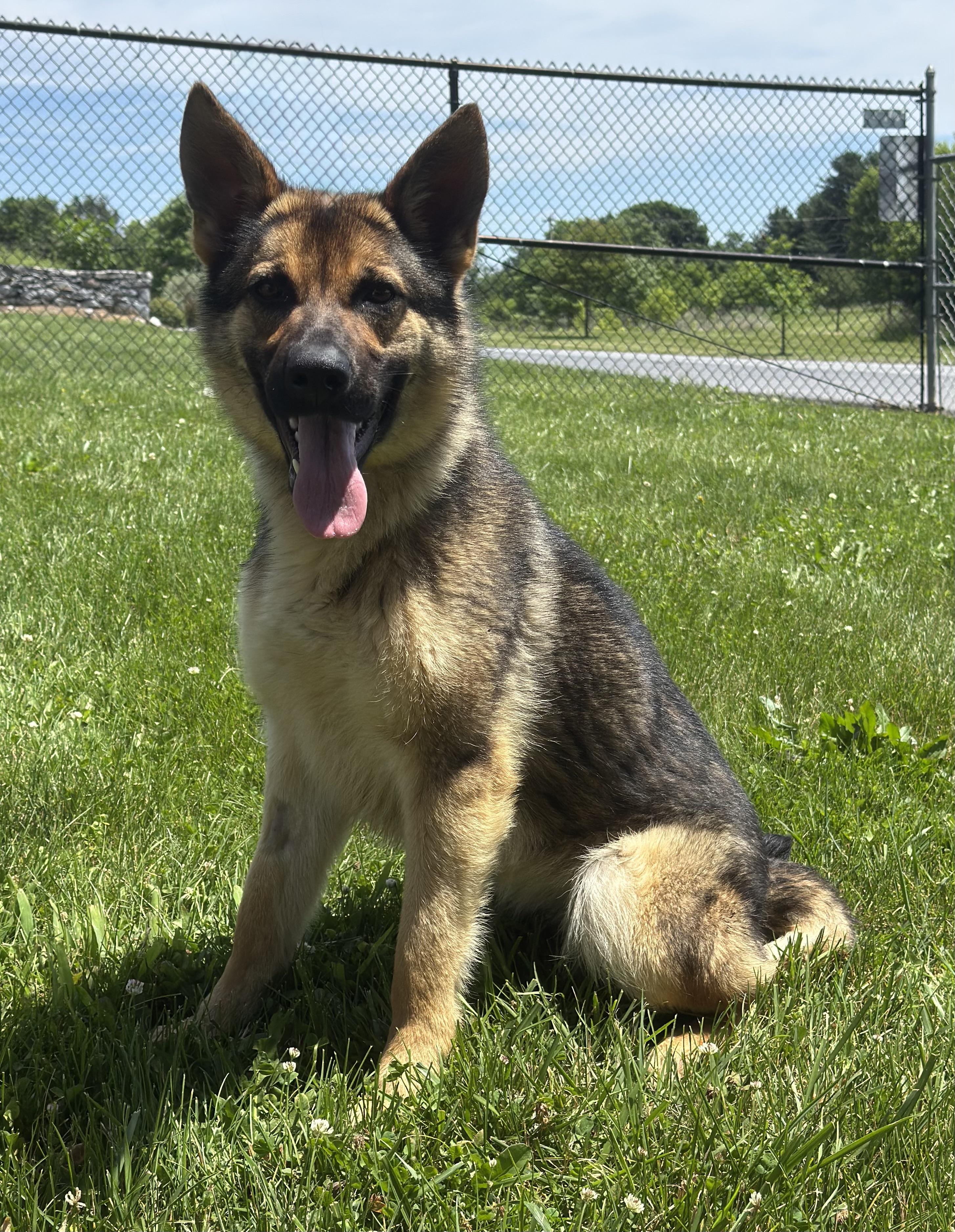 Nyla -READ DESCRIPTION-, ADOPTABLE, Young Female German Shepherd Dog.