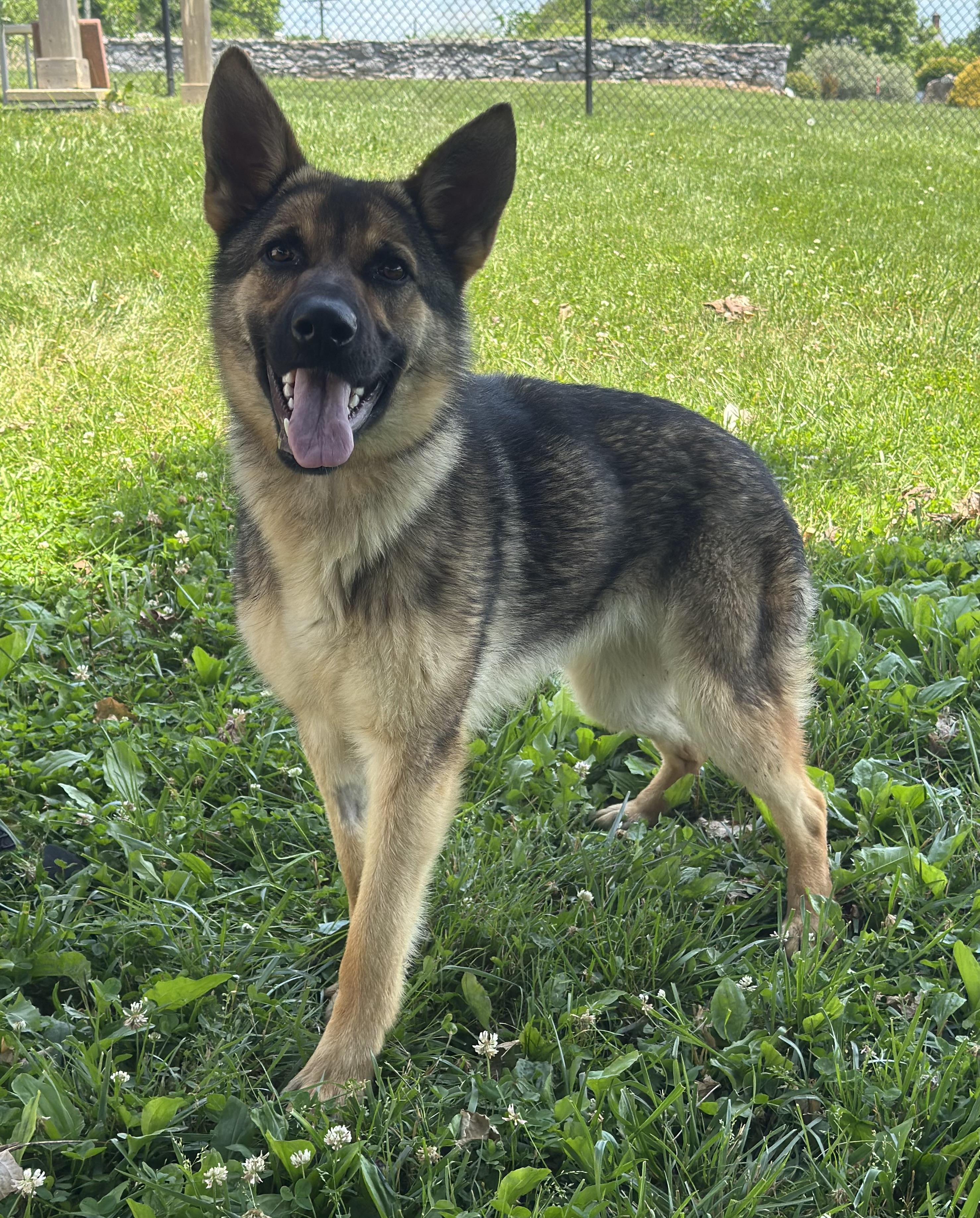 Enlarge Nyla -READ DESCRIPTION-, a ADOPTABLE German Shepherd Dog in Kearneysville, WV image 2/2
