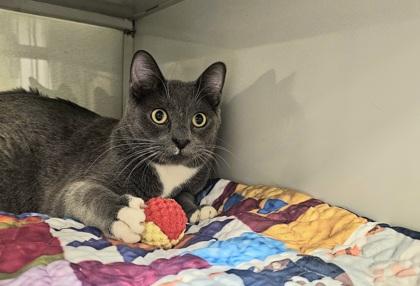 Nick, Adoptable, Adult Male Domestic Short Hair & Domestic Short Hair.