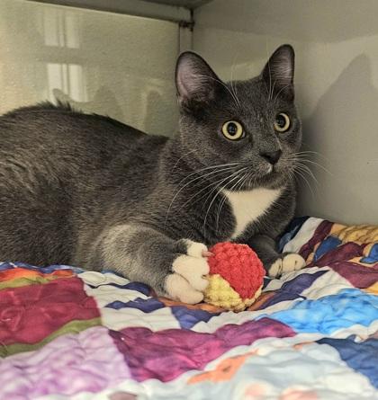 Enlarge Nick, a Adoptable mixed breed in Phoenix, AZ image 2/3