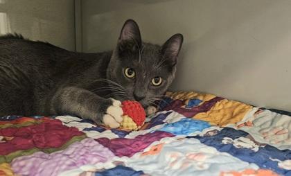 Enlarge Nick, a Adoptable mixed breed in Phoenix, AZ image 3/3