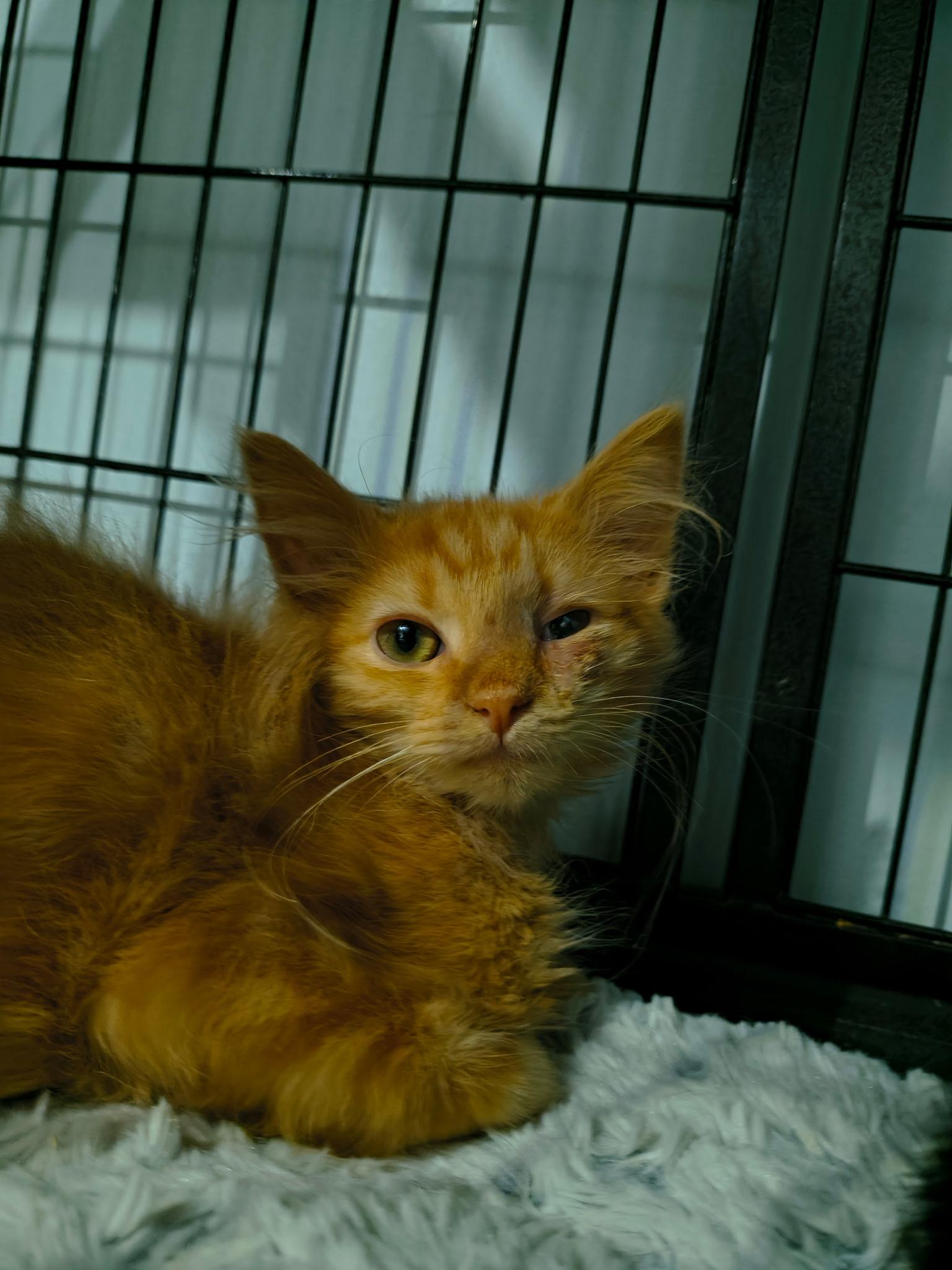 Aris, Adopted, Young Male Domestic Long Hair.