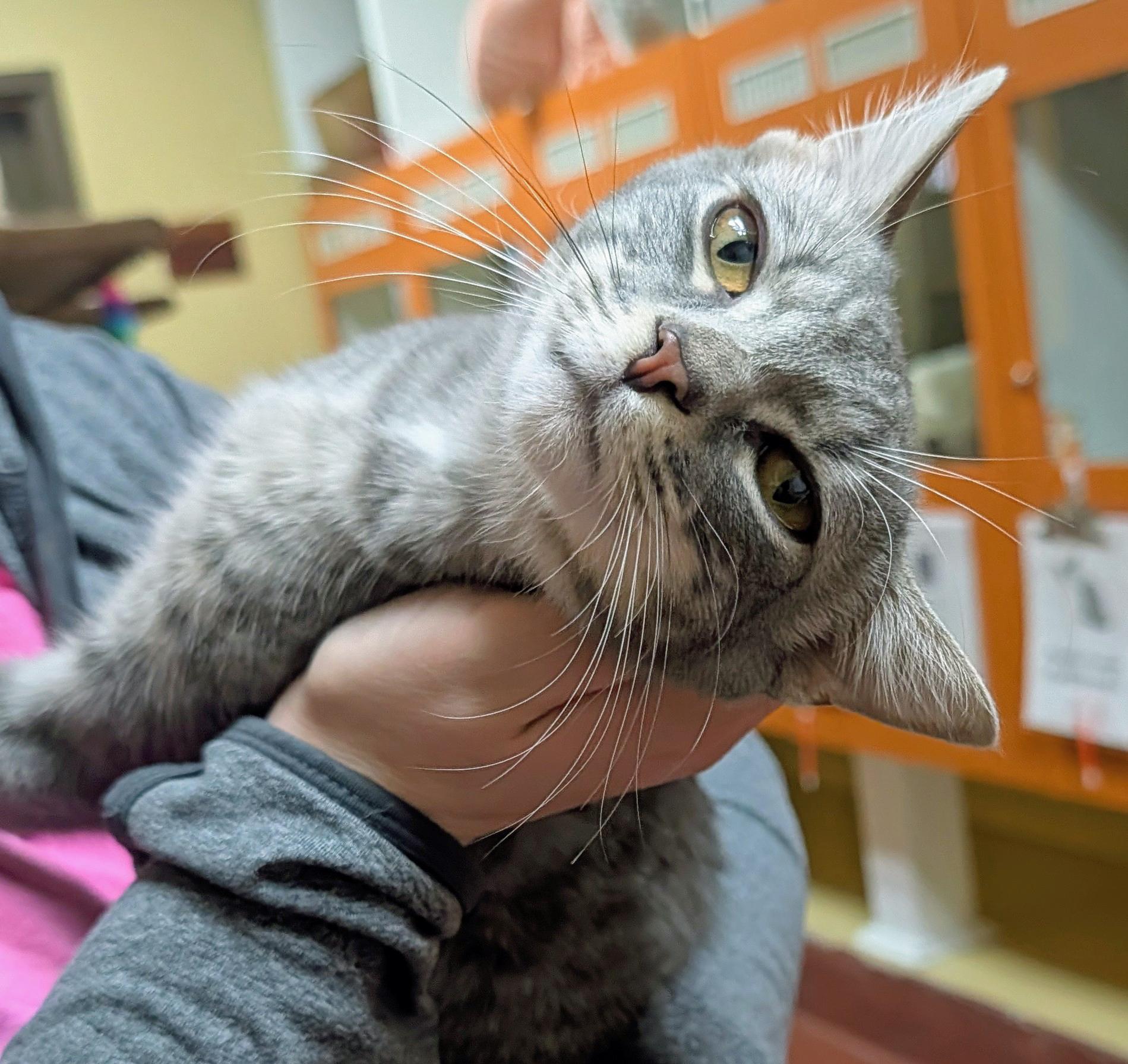 Enlarge Astro, a ADOPTABLE Domestic Short Hair in Accident, MD image 2/6