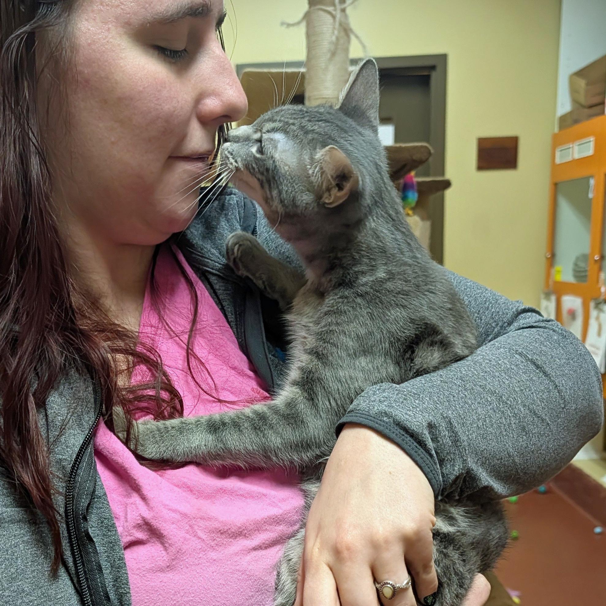 Enlarge Astro, a ADOPTABLE Domestic Short Hair in Accident, MD image 5/6