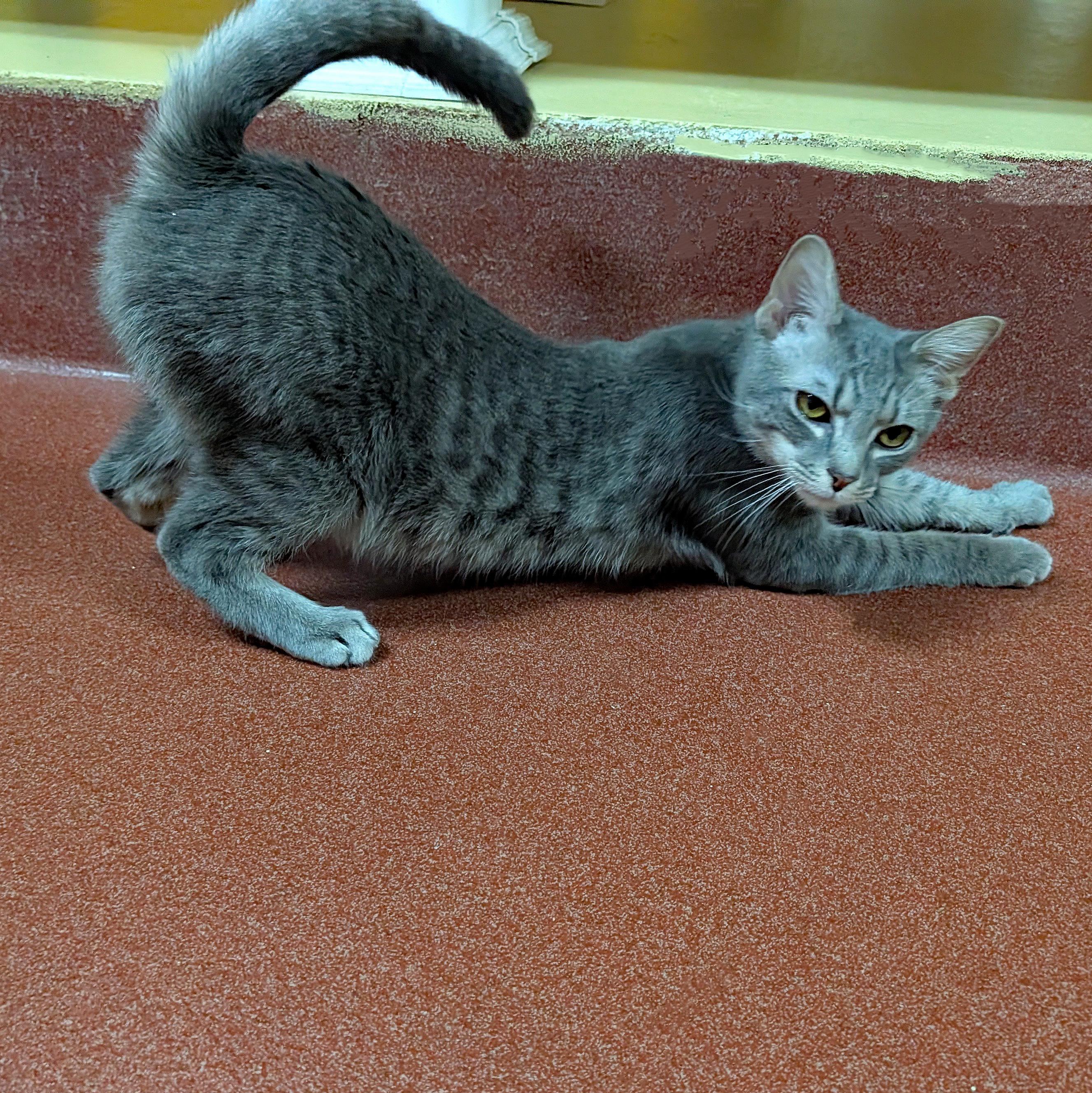 Enlarge Astro, a ADOPTABLE Domestic Short Hair in Accident, MD image 3/6