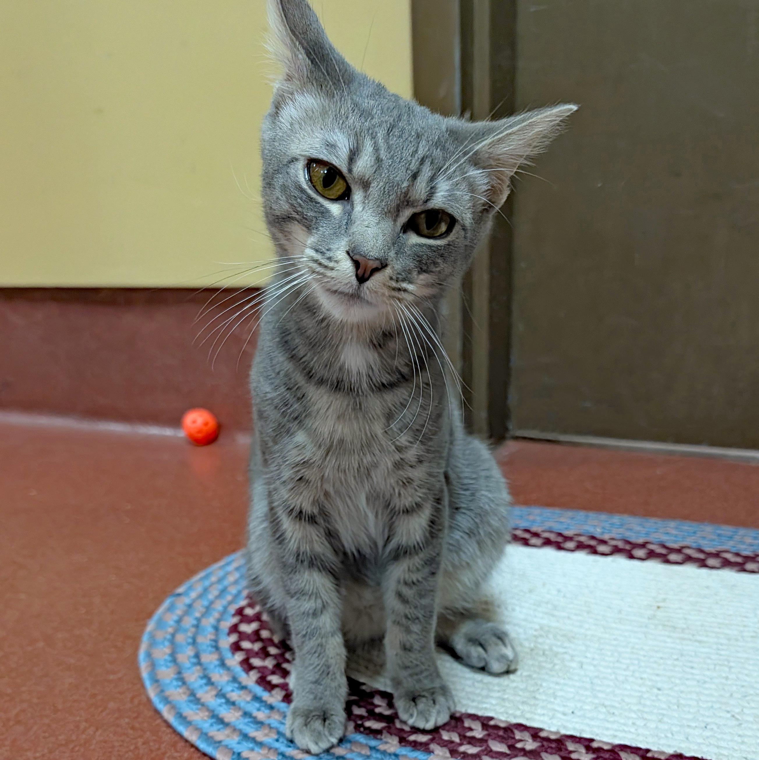 Enlarge Astro, a ADOPTABLE Domestic Short Hair in Accident, MD image 6/6