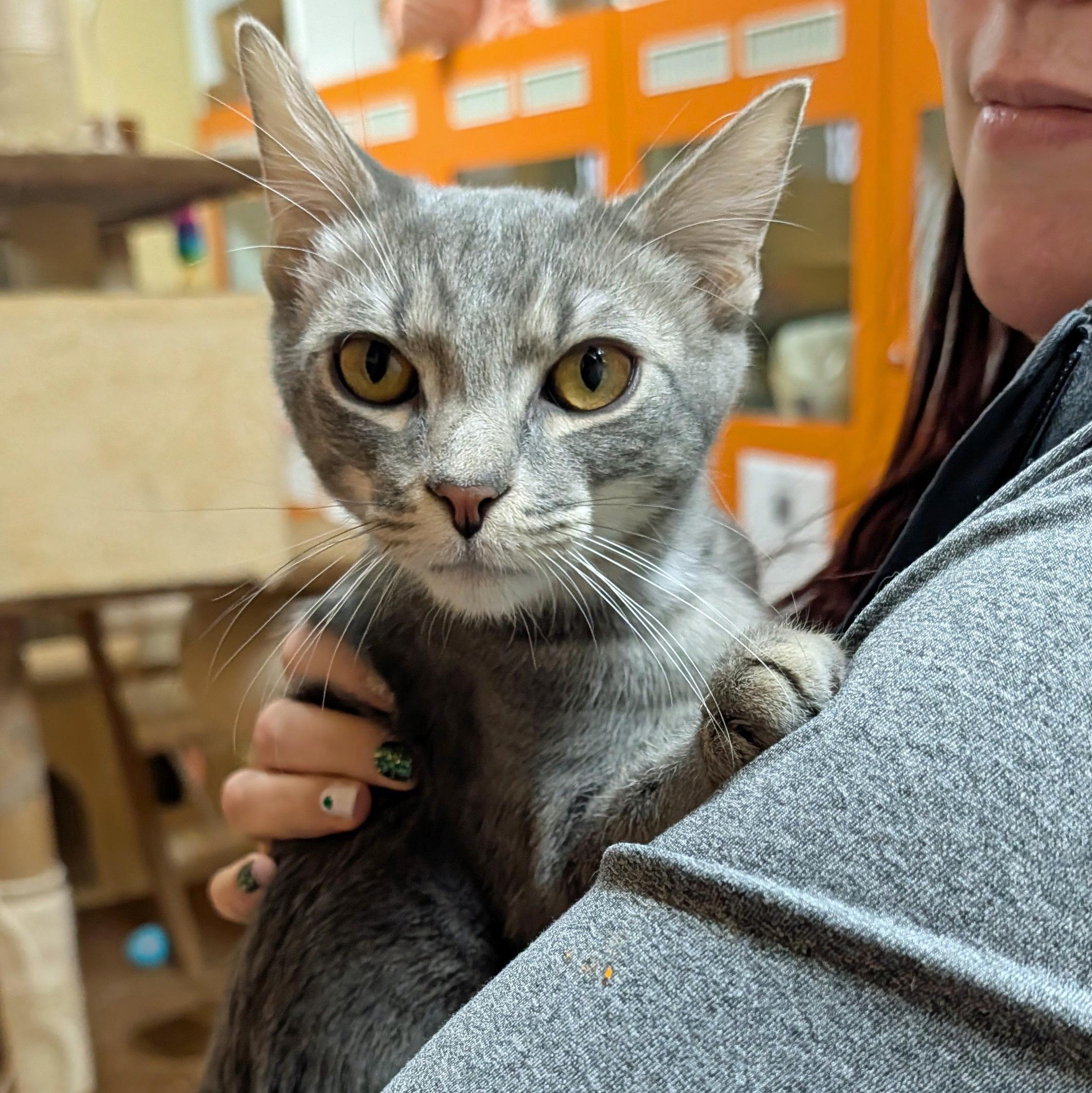 Enlarge Astro, a ADOPTABLE Domestic Short Hair in Accident, MD image 4/6