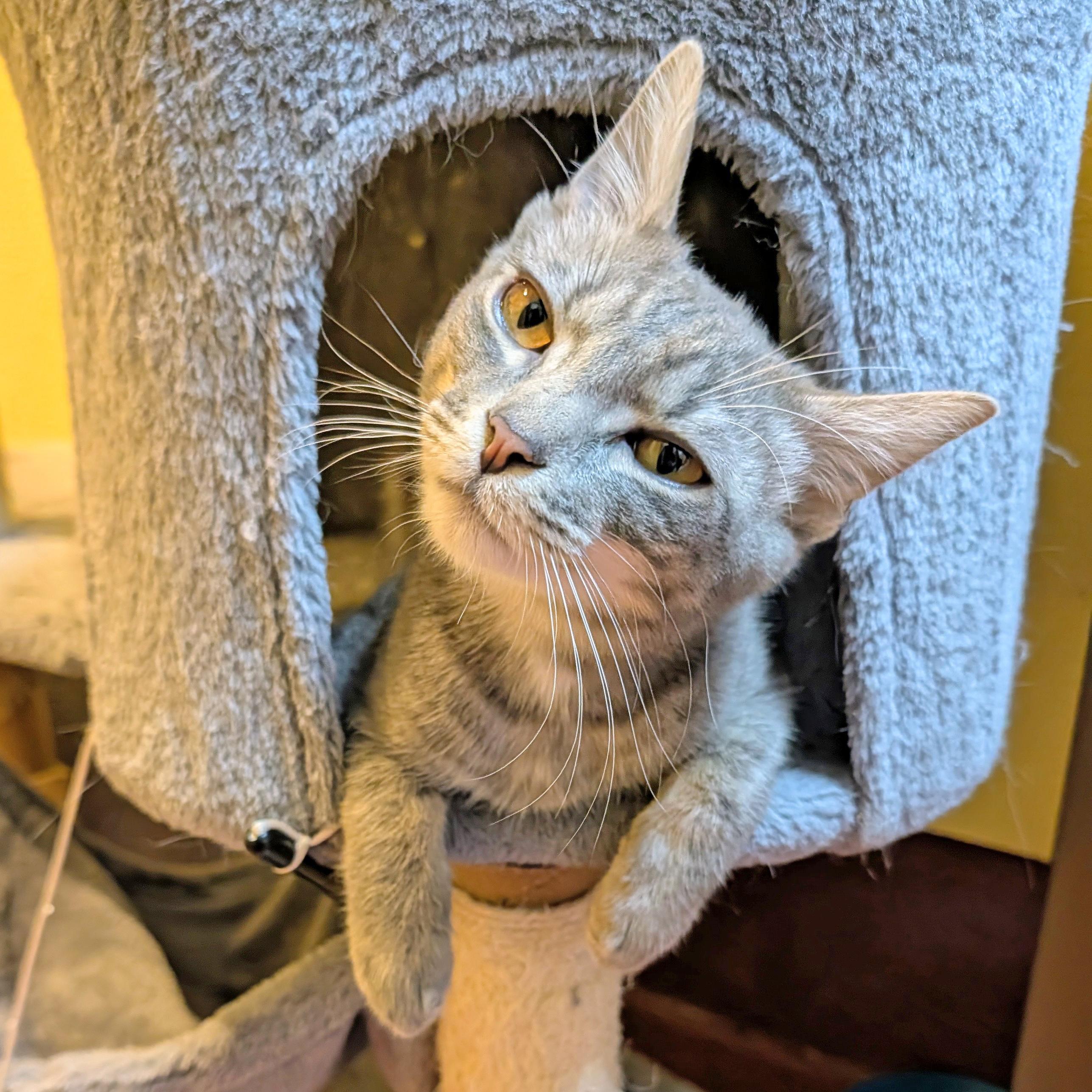 Enlarge Astro, a ADOPTABLE Domestic Short Hair in Accident, MD image 1/6