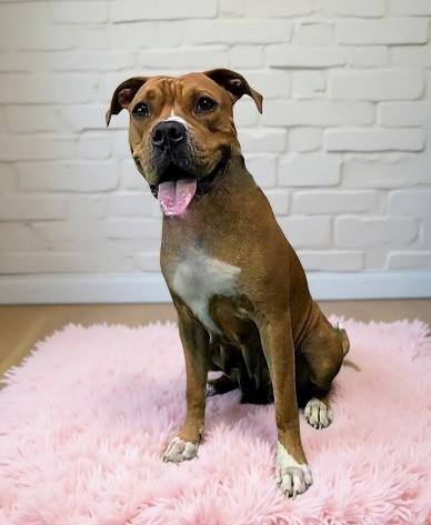 LEEKA, Adoptable, Young Female Pit Bull Terrier.