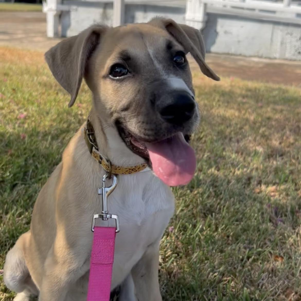 Enlarge Rowan, a Adoptable mixed breed in Brattleboro, VT image 5/6