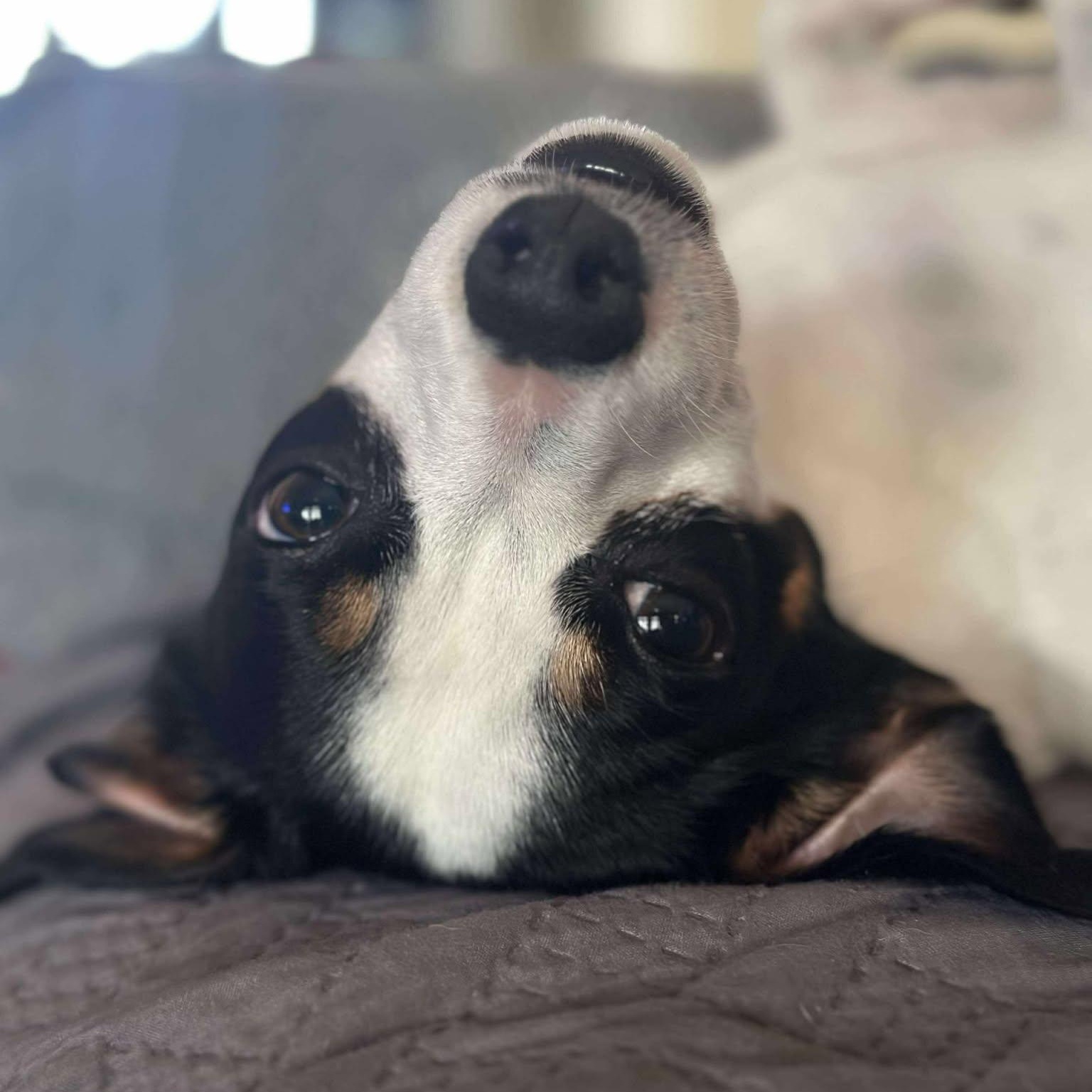 Finn