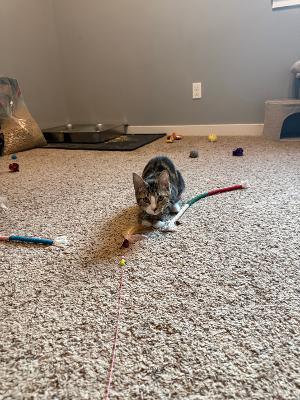 Enlarge Lil Kim, a Adoptable Domestic Short Hair in Rochester, WA image 1/6