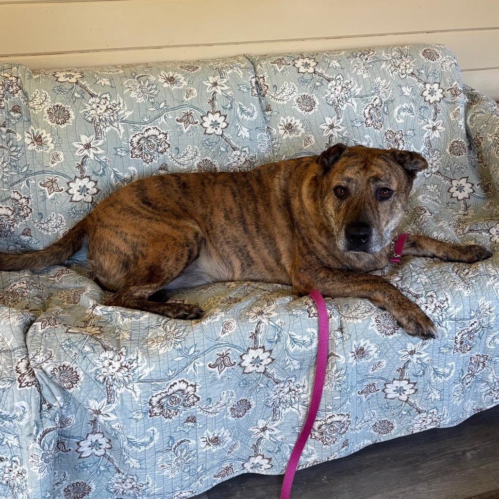 Bug - IN FOSTER, Adoptable, Senior Male Pit Bull Terrier.