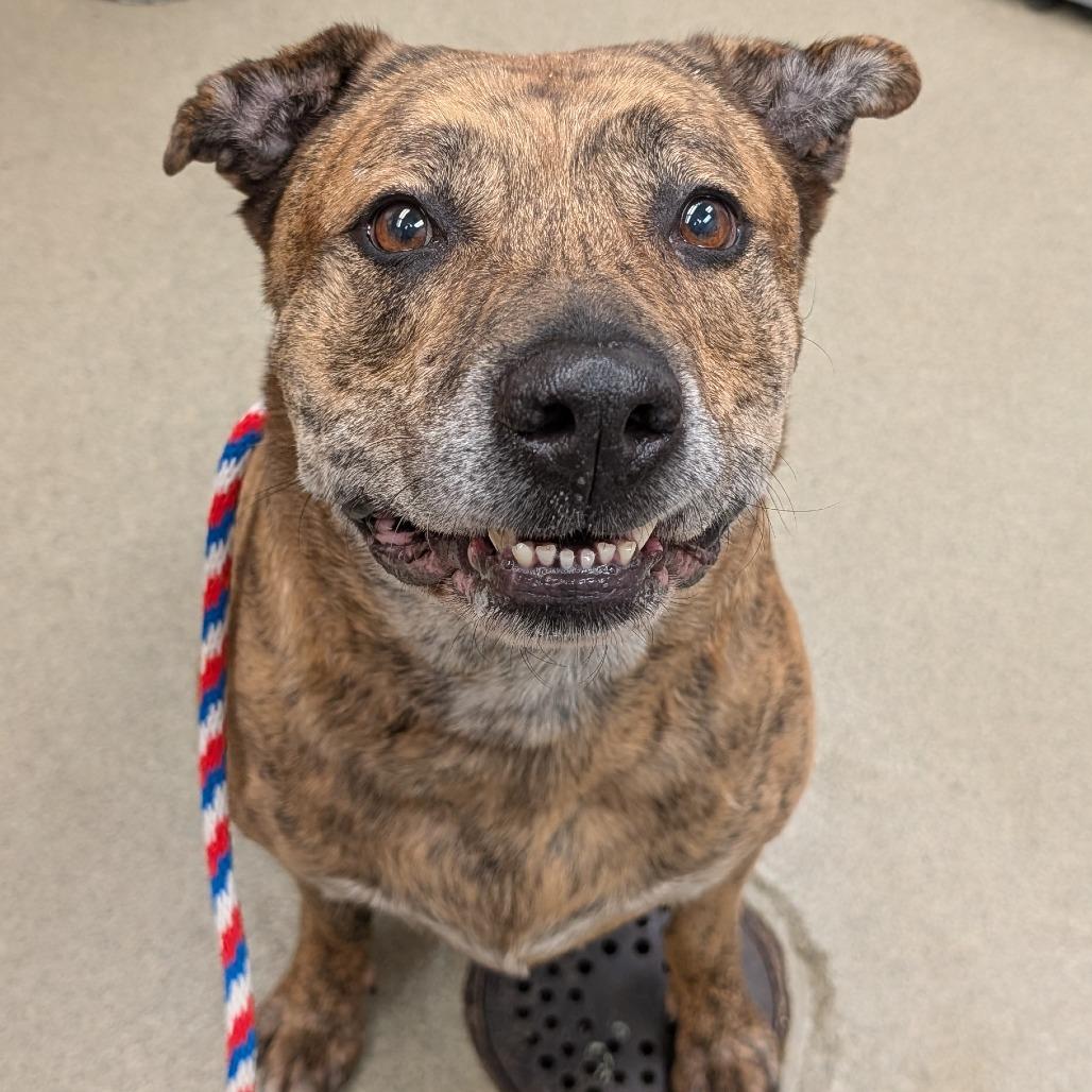 Bug - IN FOSTER, a Adoptable Pit Bull Terrier in Birdsboro, PA image 4/5