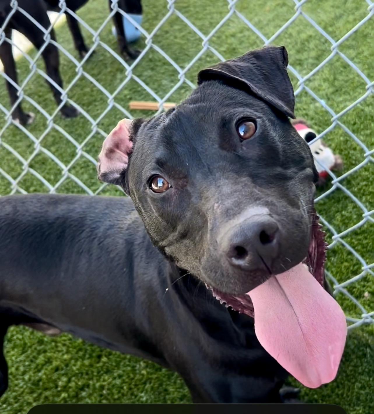 Enlarge Chip, a ADOPTABLE mixed breed in Coconut Creek, FL image 2/4