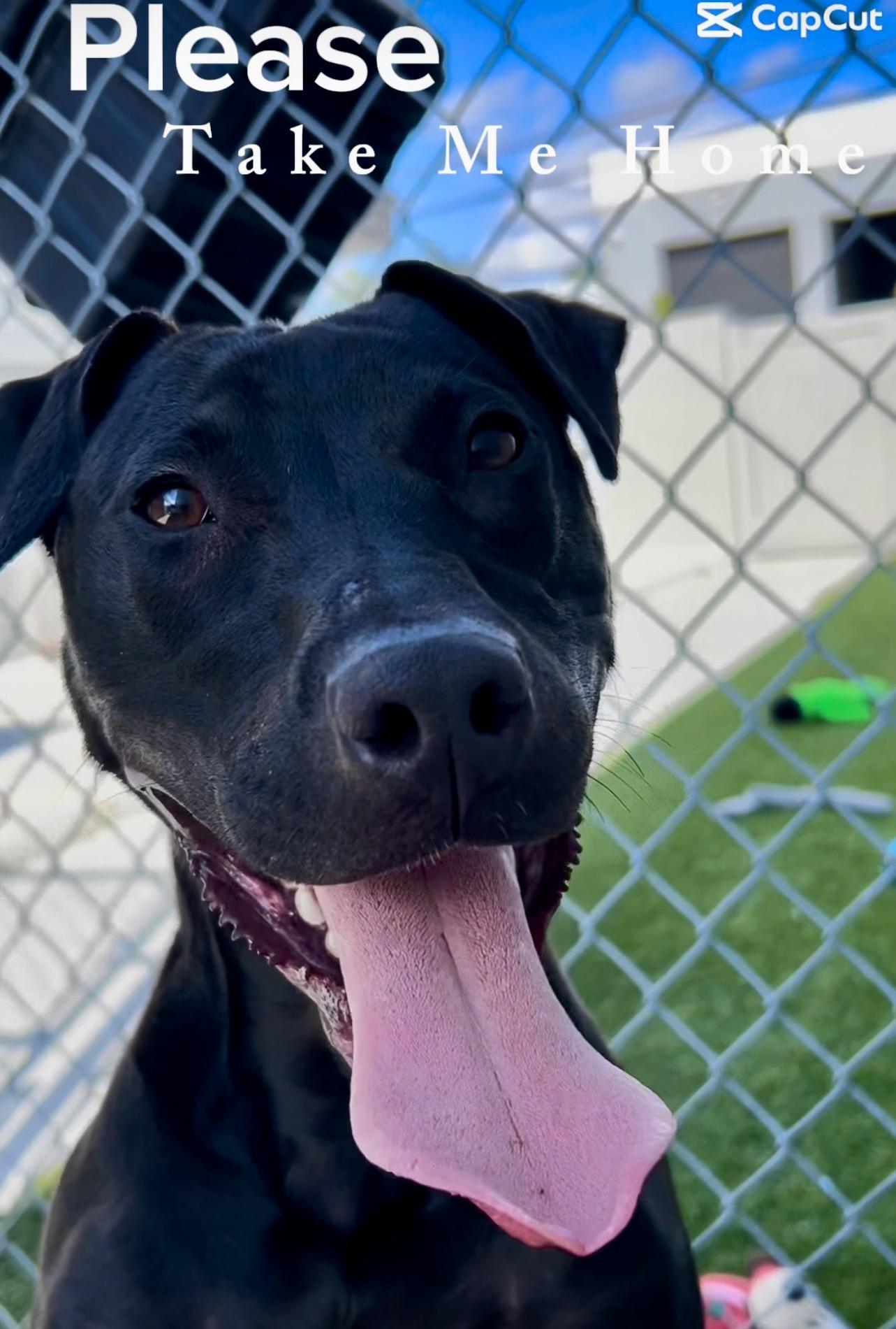 Chip, ADOPTABLE, Young Male Labrador Retriever.