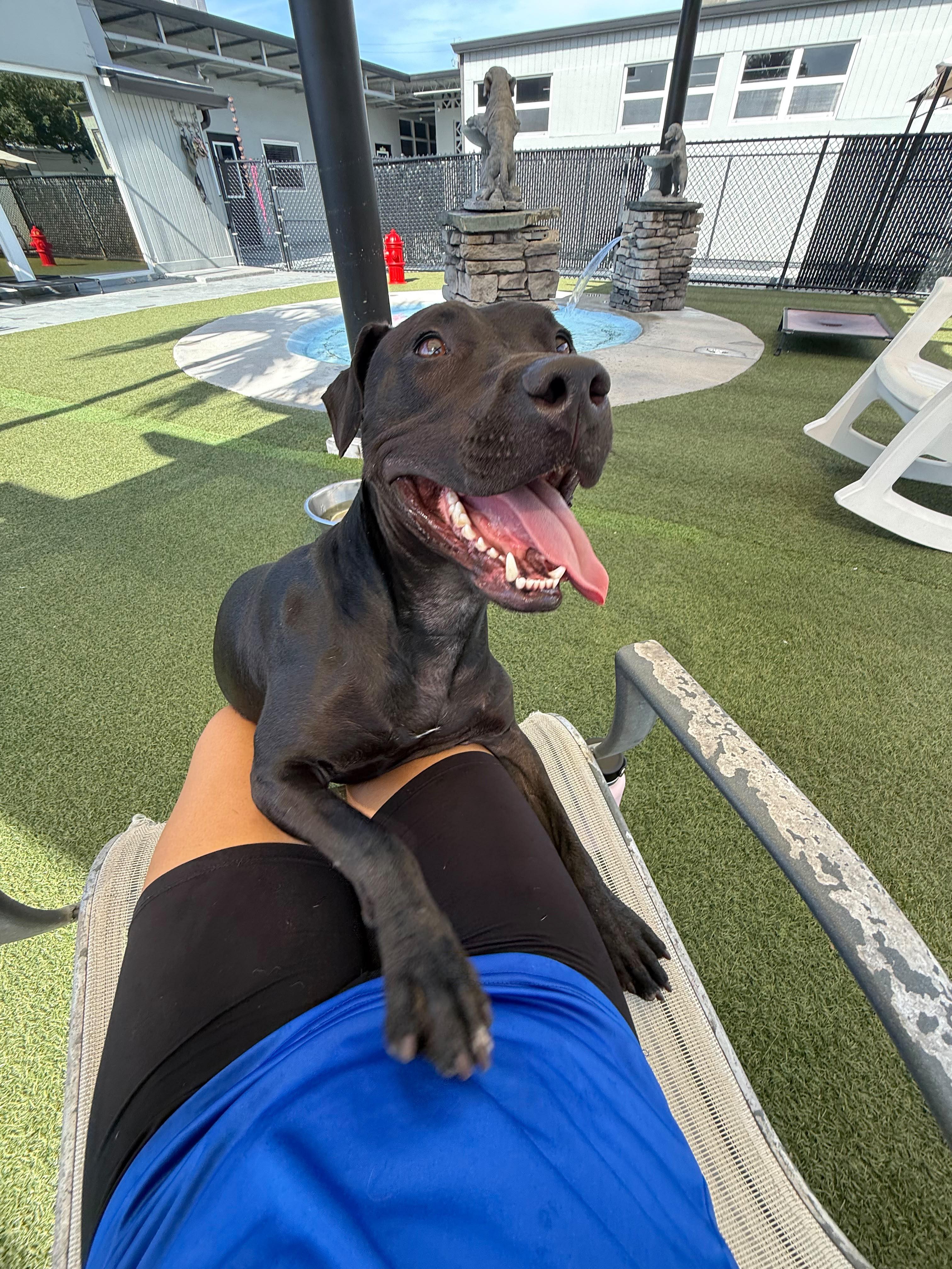Enlarge Chip, a ADOPTABLE mixed breed in Coconut Creek, FL image 2/6